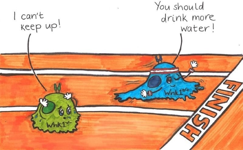 WNK1-Mediated Water and Ion Influx Revealed