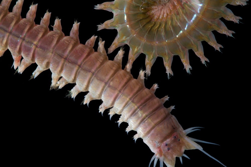 Close up sandworms (Perinereis sp., Polychaeta) isolated on black background, sandworms live in the beach area and used as food for aquaculture. Is an animal feed that is high in protein