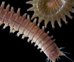 Fossil Lipids and Genetics Offer Glimpse into Early Animal Diets