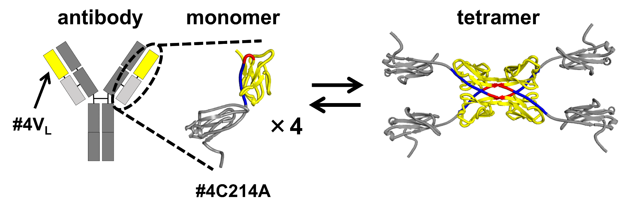 Deciphering the Chemistry Behind Antibody Tetramerization