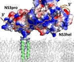 Zika's Enzyme Cascade Holds the Key to Viral Replication