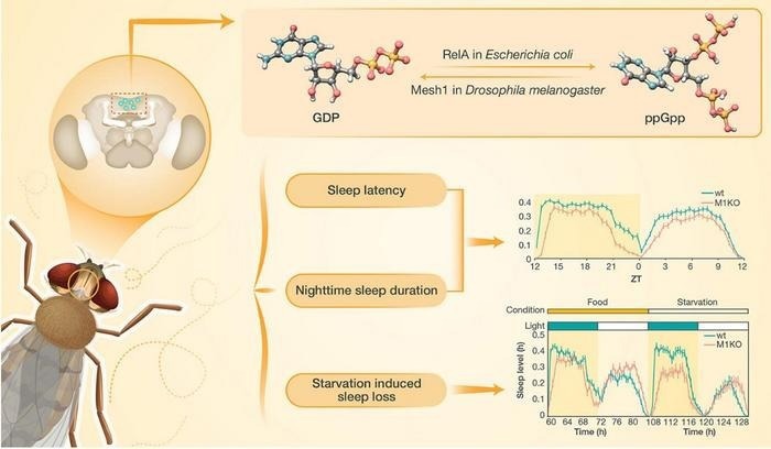 Unveiling ppGpp’s Surprising Role in Fruit Fly Sleep