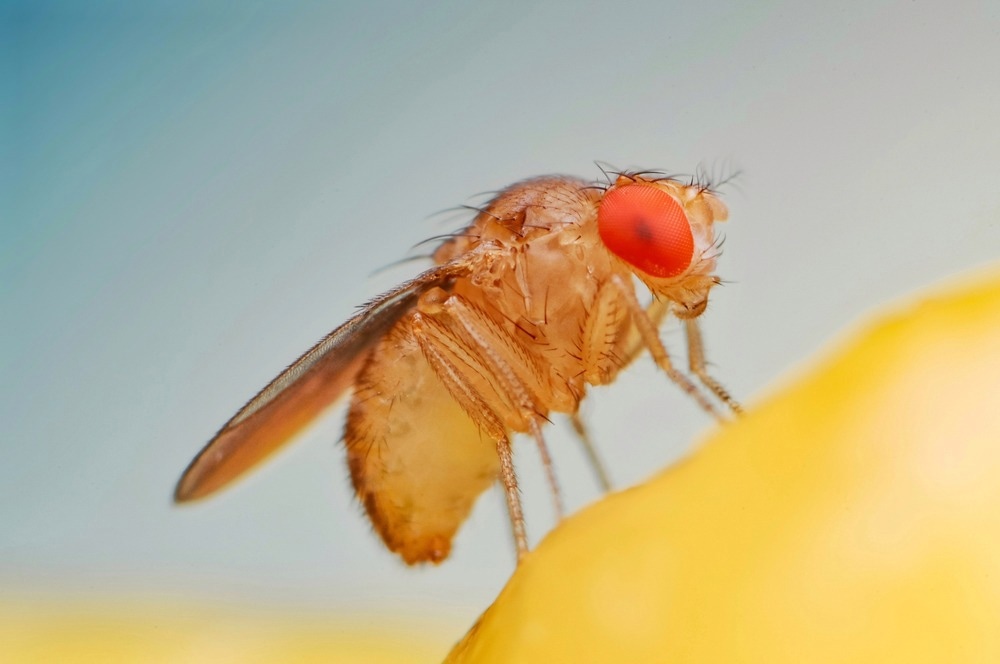 Image Credit: Arif_Vector/Shutterstock.com