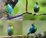 Unveiling the Extraordinary Bilateral Gynandromorph Bird