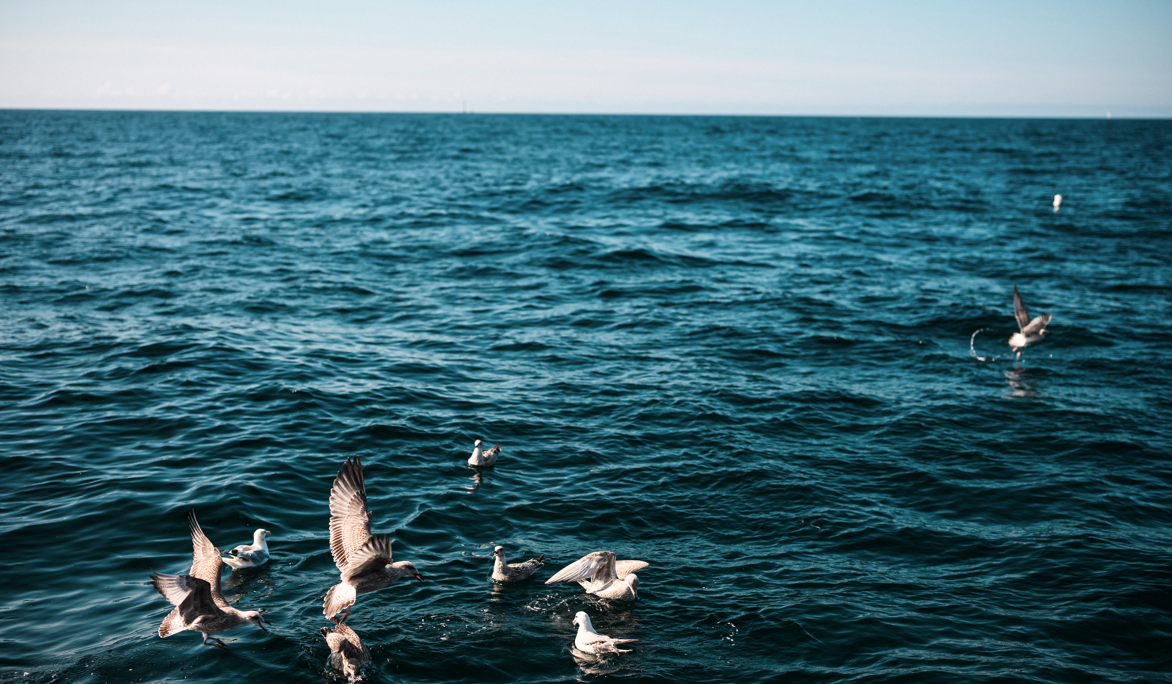 Protecting Marine Wildlife: New EU Project Aims to Reduce Bycatch in Fishing
