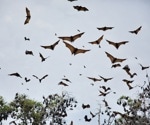 Insights from the Migratory Behavior of Mosquito Bats