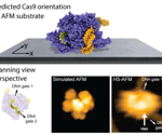 Model Helps Researchers 'See' Proteins on AFM Substrates