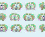 Molecular Blueprint for Understanding Brain Function