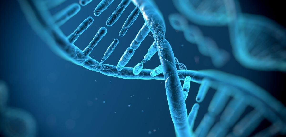 Exploring the Role of Facilitators in Gene Expression