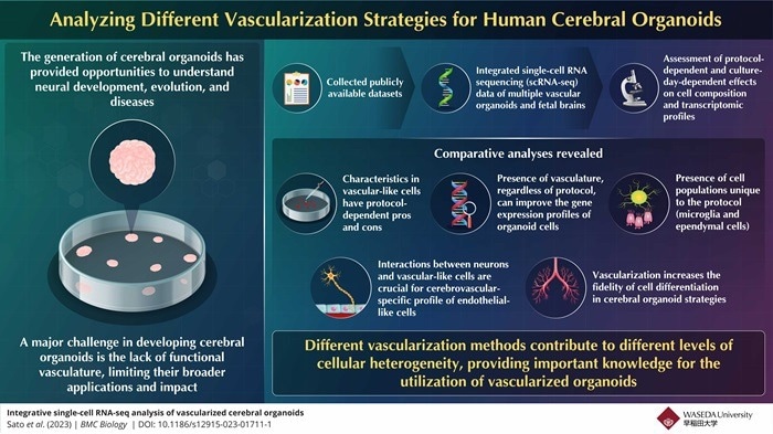 Exploring the Effects of Vascularization Strategies on Brain Organoids Exploring the Effects of Vascularization Strategies on Brain Organoids
