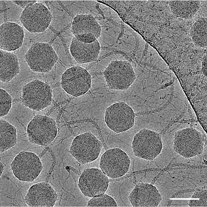 Revealing the Molecular Machinery of Virus Warriors Against Bacterial Infections