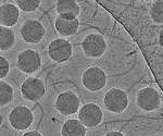Revealing the Molecular Machinery of Virus Warriors Against Bacterial Infections
