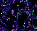 Unveiling Immune-Epithelial Harmony in Fetal Lung Maturation