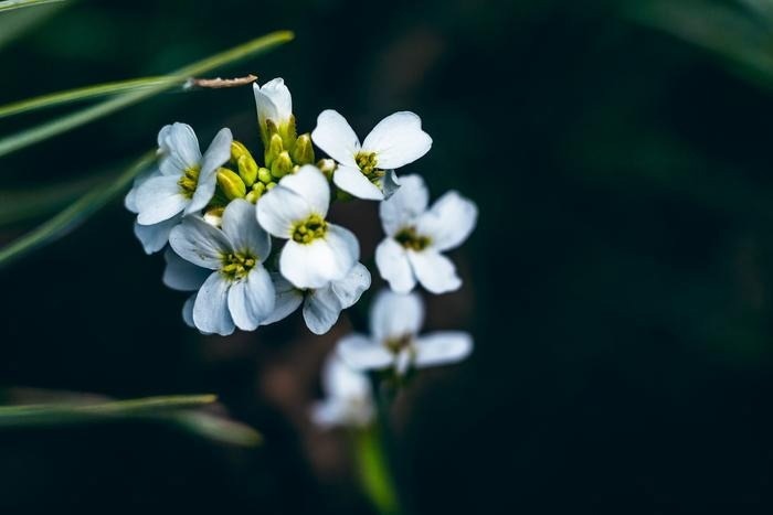 Arabidopsis thaliana’s Pioneering Role in Complete Genome Sequencing