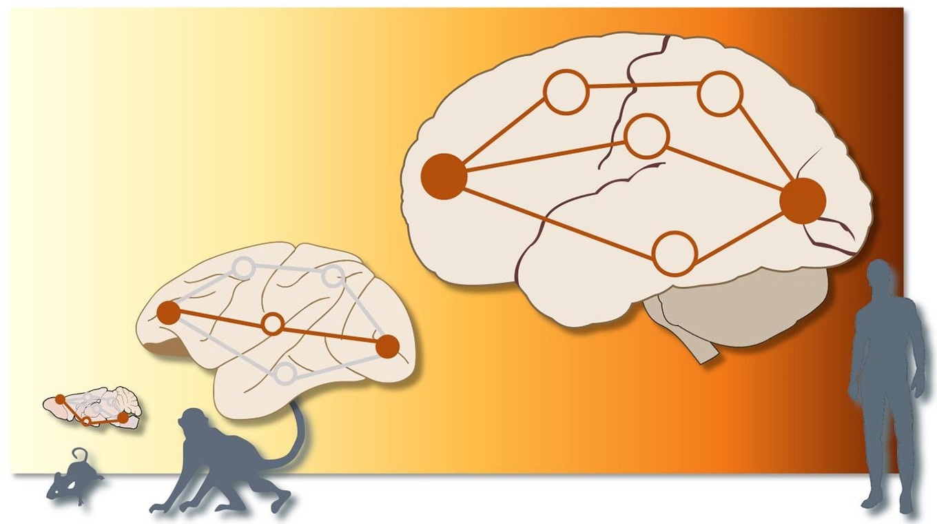 Exploring Brain Communication Through Polysynaptic Pathways