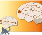 Exploring Brain Communication Through Polysynaptic Pathways