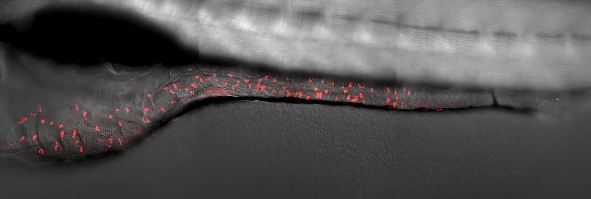 Decoding Zebrafish Development: A Comprehensive Gene Expression Atlas