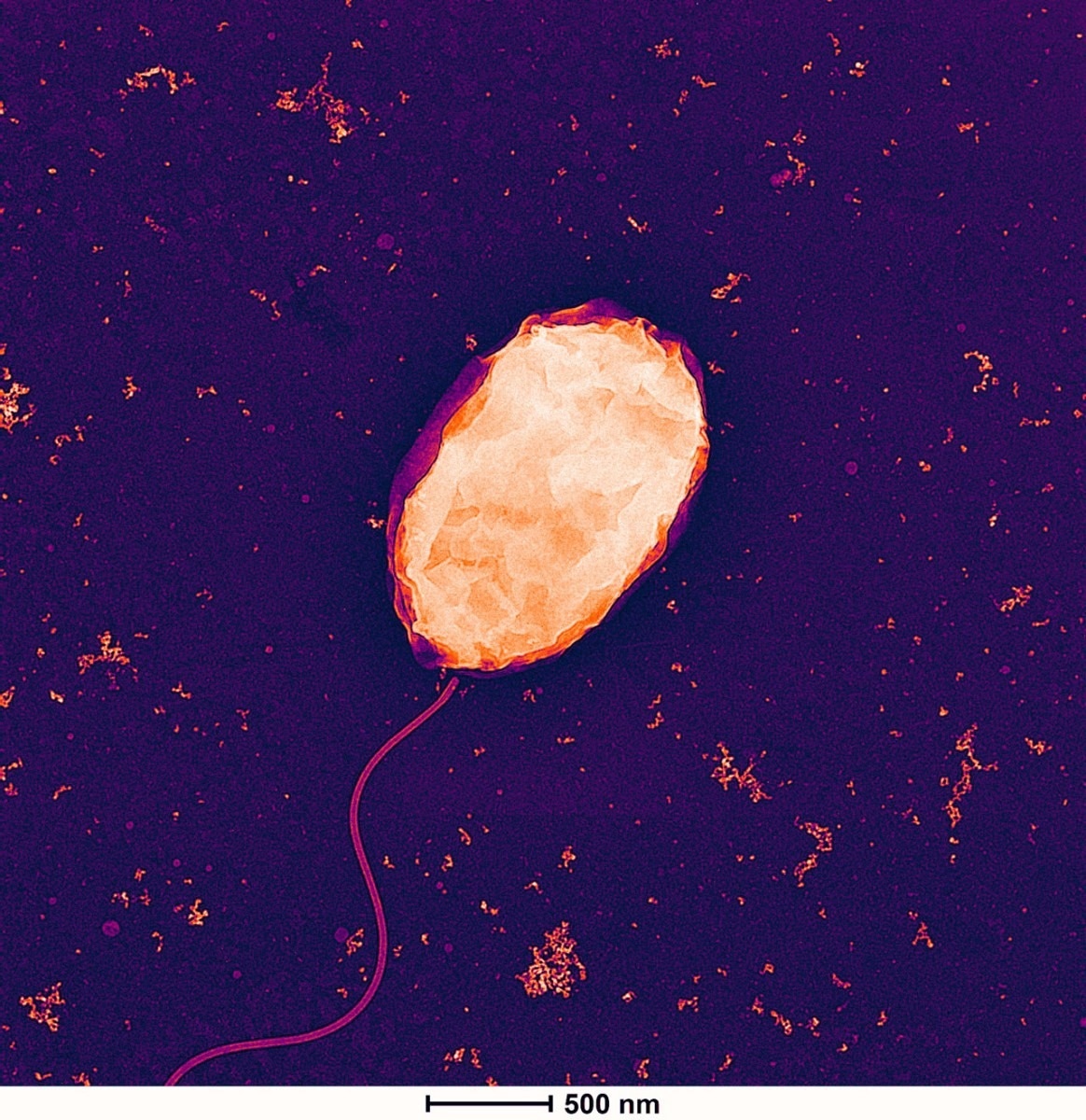 Harnessing the Power of Vibrio natriegens for Eco-Friendly Rare Earth Element Processing