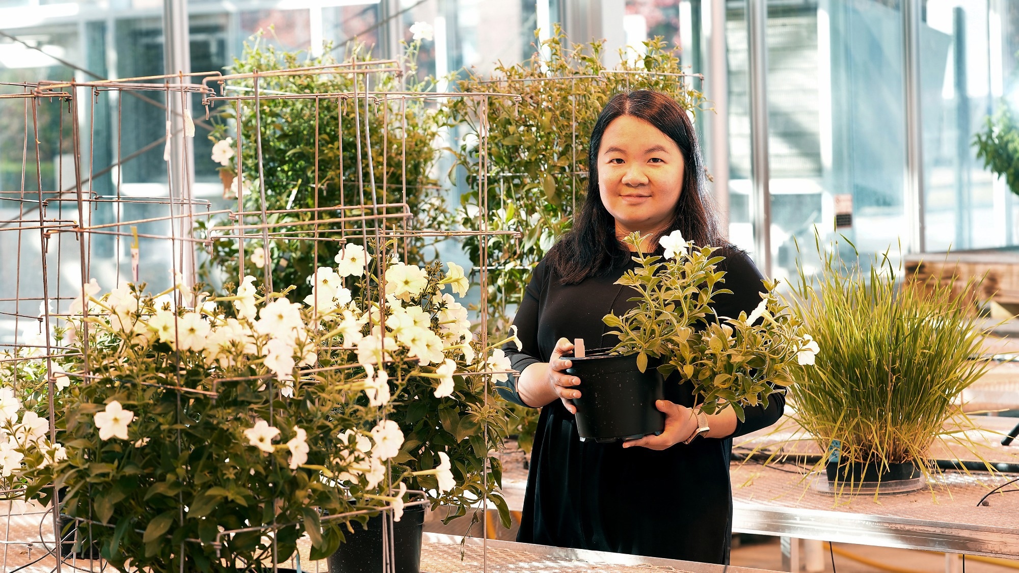 Exploring Plants’ Complex Metabolic Networks