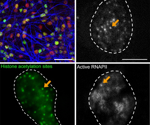 The Foundation of Gene Expression in Brain Development