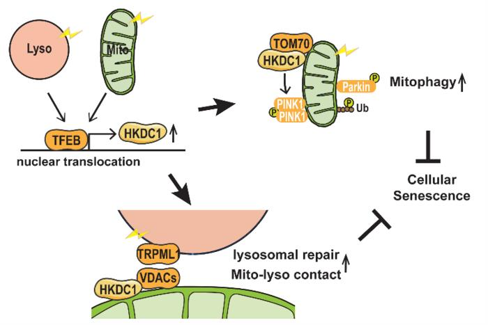 TFEB and HKDC1 Join to Prevent Cellular Decline