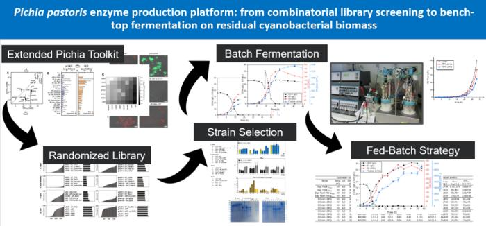 Novel Solution Revolutionizes Enzyme Production