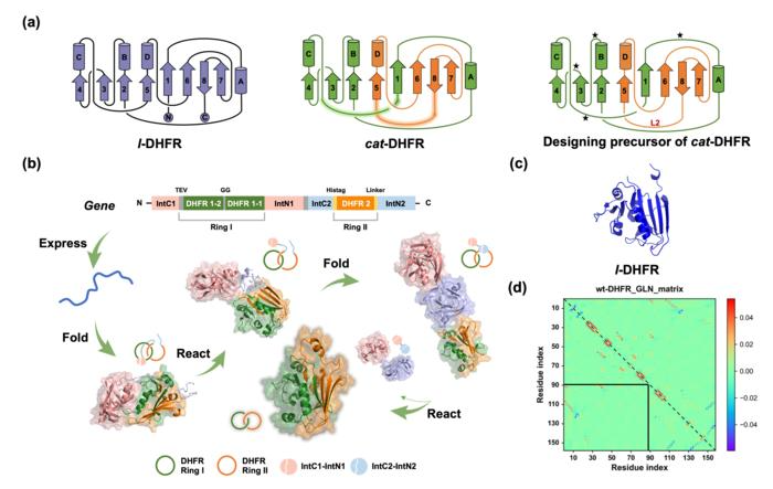 A Dihydrofolate Reductase Single-domain Protein Catenane