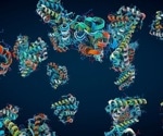 A Dihydrofolate Reductase Single-Domain Protein Catenane