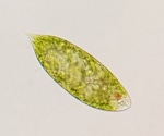 P10K Database: A Comprehensive Genetic Resource Database for Protists