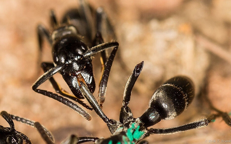 The Sophisticated Healthcare System of Matabele Ants