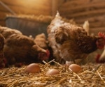 Unlocking the Emotional World of Chickens Through Sound