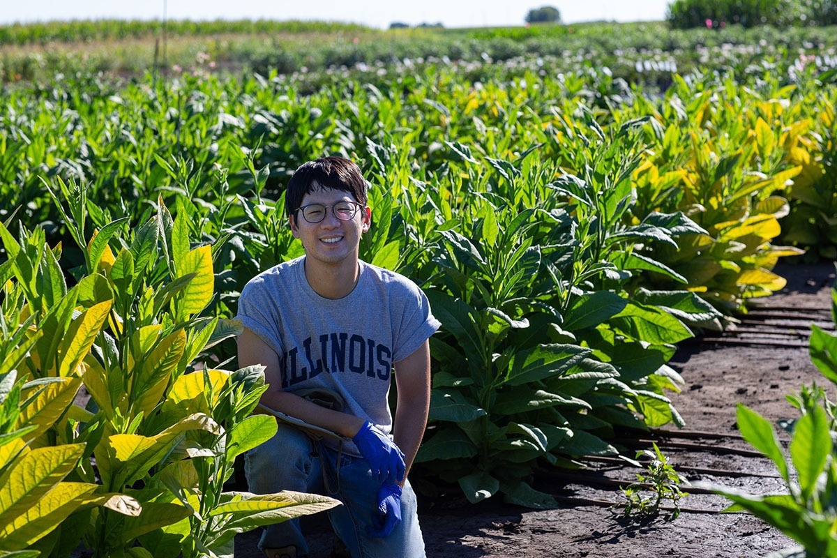 Enhancing Photosynthesis Modulating Chlorophyll for Improved Crop Efficiency