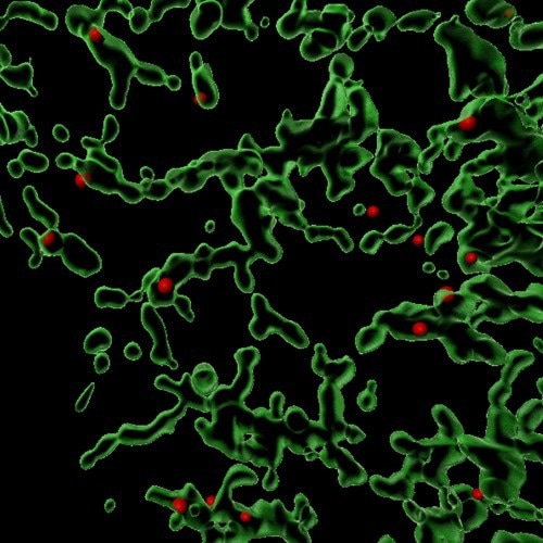 Unraveling the Mysteries of COPII-Mediated Protein Transport