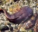 Midshipman Fish Song Shows Midbrain's Role in Vocal Production