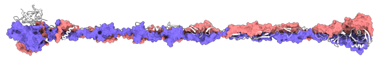 Breakthrough in Bdellovibrio