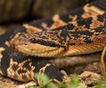 Novel Peptides from South American Bushmaster and Pit Viper