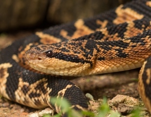Novel Peptides from South American Bushmaster and Pit Viper