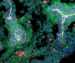 Japanese Scientists Revolutionize Regenerative Lung Medicine