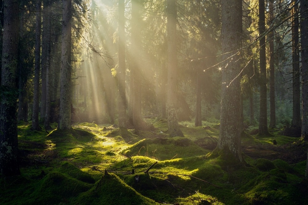 Image Credit: Tom Tom/Shutterstock.com
