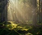 Mycorrhizal Interactions Influences Global Forest Diversity Patterns and Structure