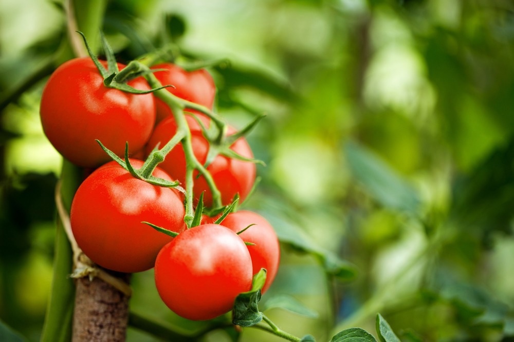 Image Credit: eugenegurkov/Shutterstock.com
