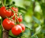 Uncovering How Tomatoes Fight Off Notorious Blight