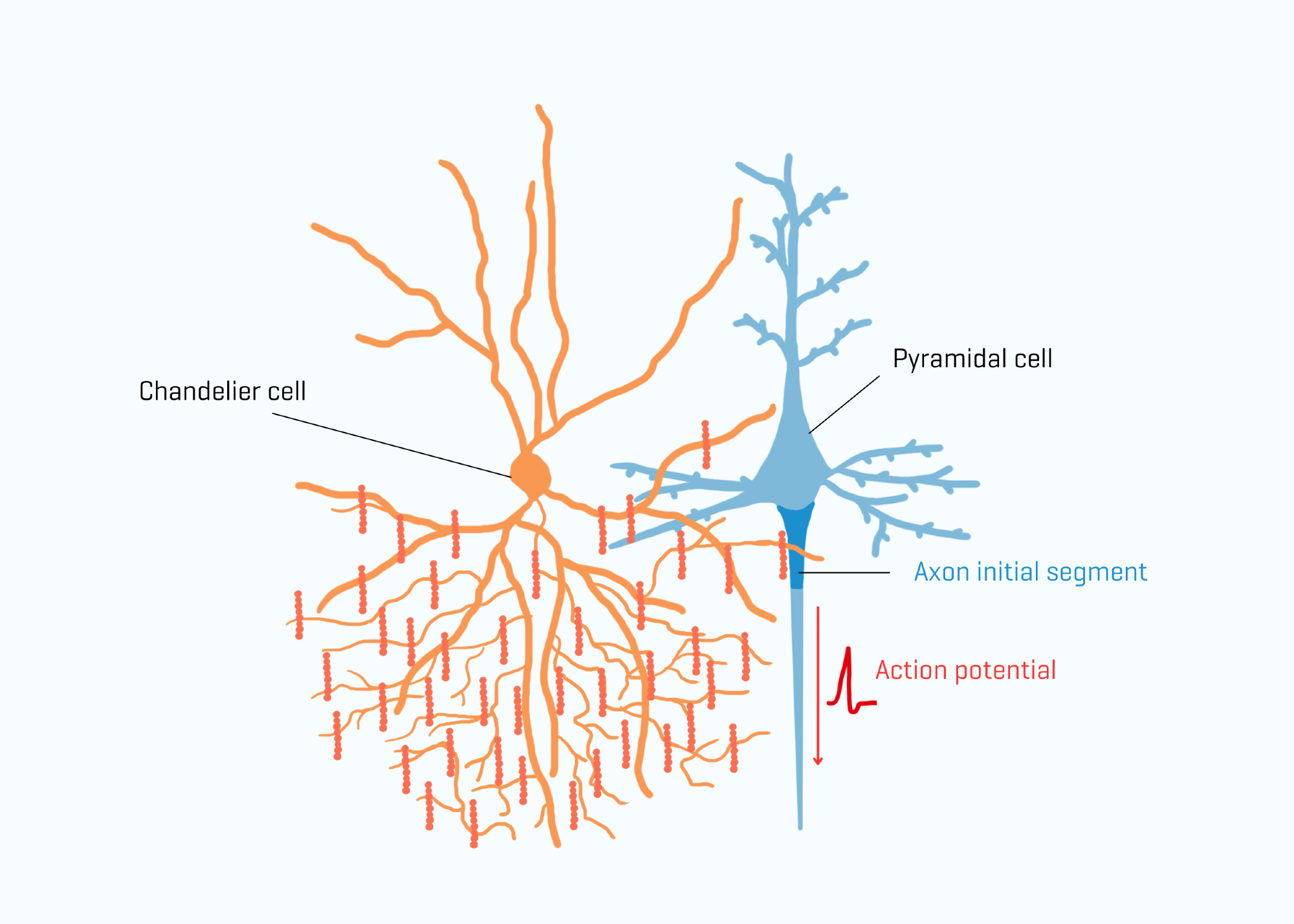 The Unique Role of Chandelier Cells in Learning and Memory Formation