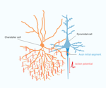 Unexpected Situations Trigger Chandelier Cell Activity