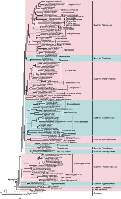 Decoding the Phylogeny of Popular and Poisonous Mushrooms