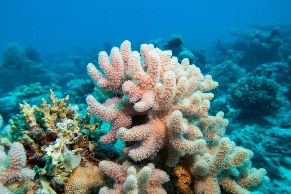 Colorful, picturesque coral reef at bottom of tropical sea, yellow Porites porites coral, underwater landscape