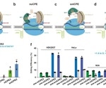 Unlocking Precise DNA Modifications With Cas12a Innovations