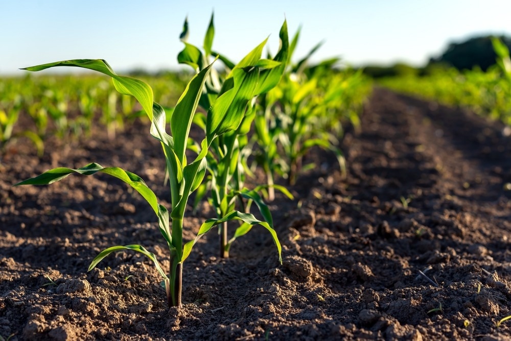 Young corn plants growing on the field on a sunny day. Selective focus.