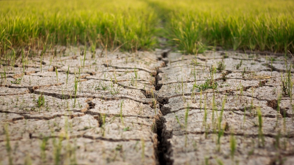 Dry crack earth at rice field