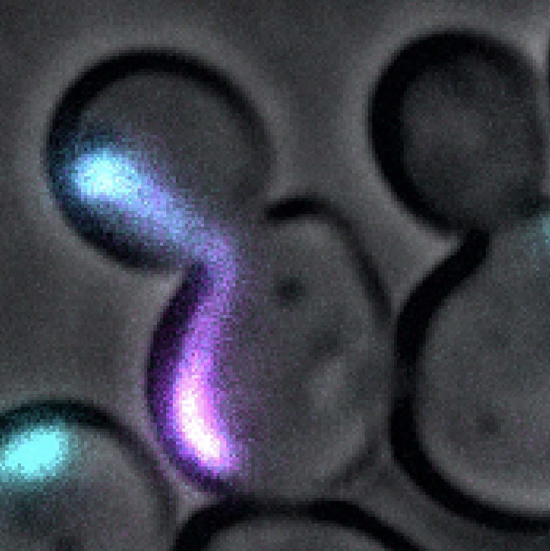 The Role of Diffusion Barriers in Cellular Functions